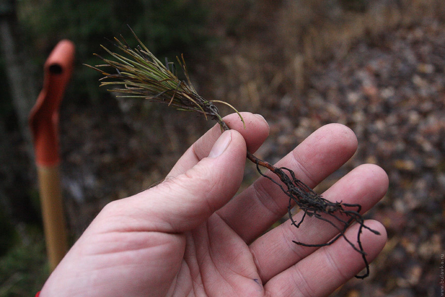 ������� ����� (�������� �����)